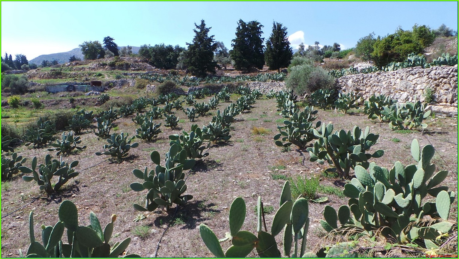 roustika vijgencactus